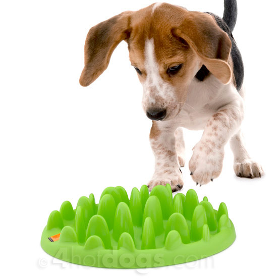 Green Mini   Spis Langsomt Til Små Hunde