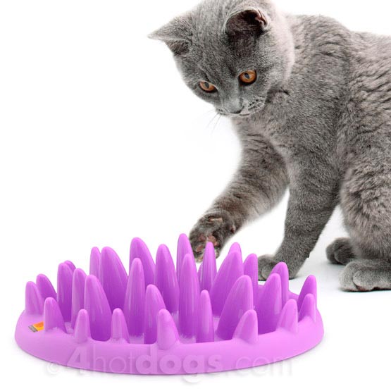 Catch  Activeringslevetøj Til Katte