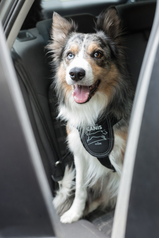 Active Canis Sikkerhedssele Til Hund